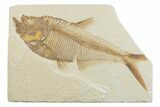 Detailed Fossil Fish (Diplomystus) - Wyoming #369486-1